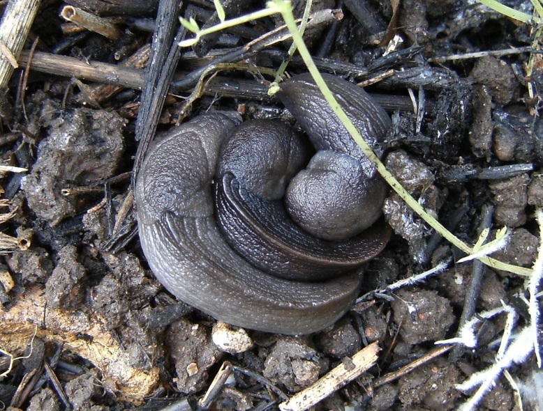 Limax aldrovandi Moquin-Tandon 1855 in accoppiamento dellAppennino modenese (MO)